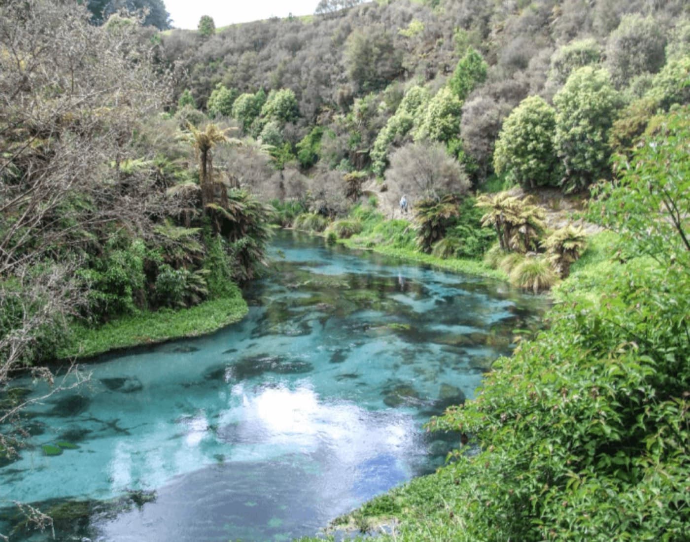 Scenic tour to Sanctuary Mountain Maungatautari, Putaruru Blue Spring and Okoroire Hot Springs