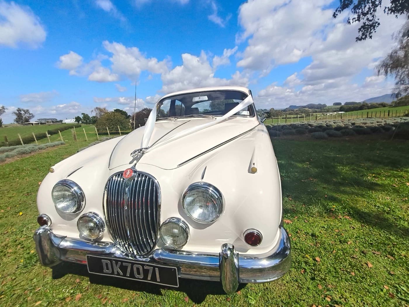 Classic wedding car hire in Hamilton, ribboned and chauffeur driven